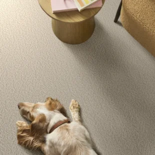Carpet-flooring-shawfloors-joyful-spirit-whiskers